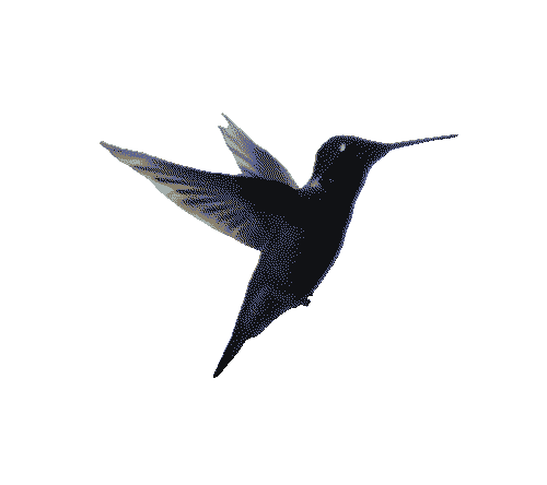 hummingbird